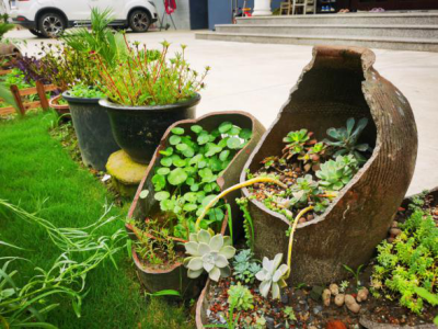 昆山市淀山湖镇妇联:家美人美村美,美丽庭院秀出农村人居环境"最亮