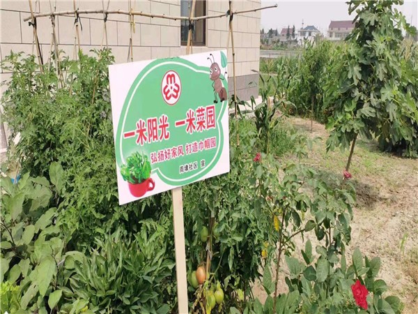 泰州市姜堰区梁徐街道:巾帼持家,变"一米菜园"为"一方乐土"