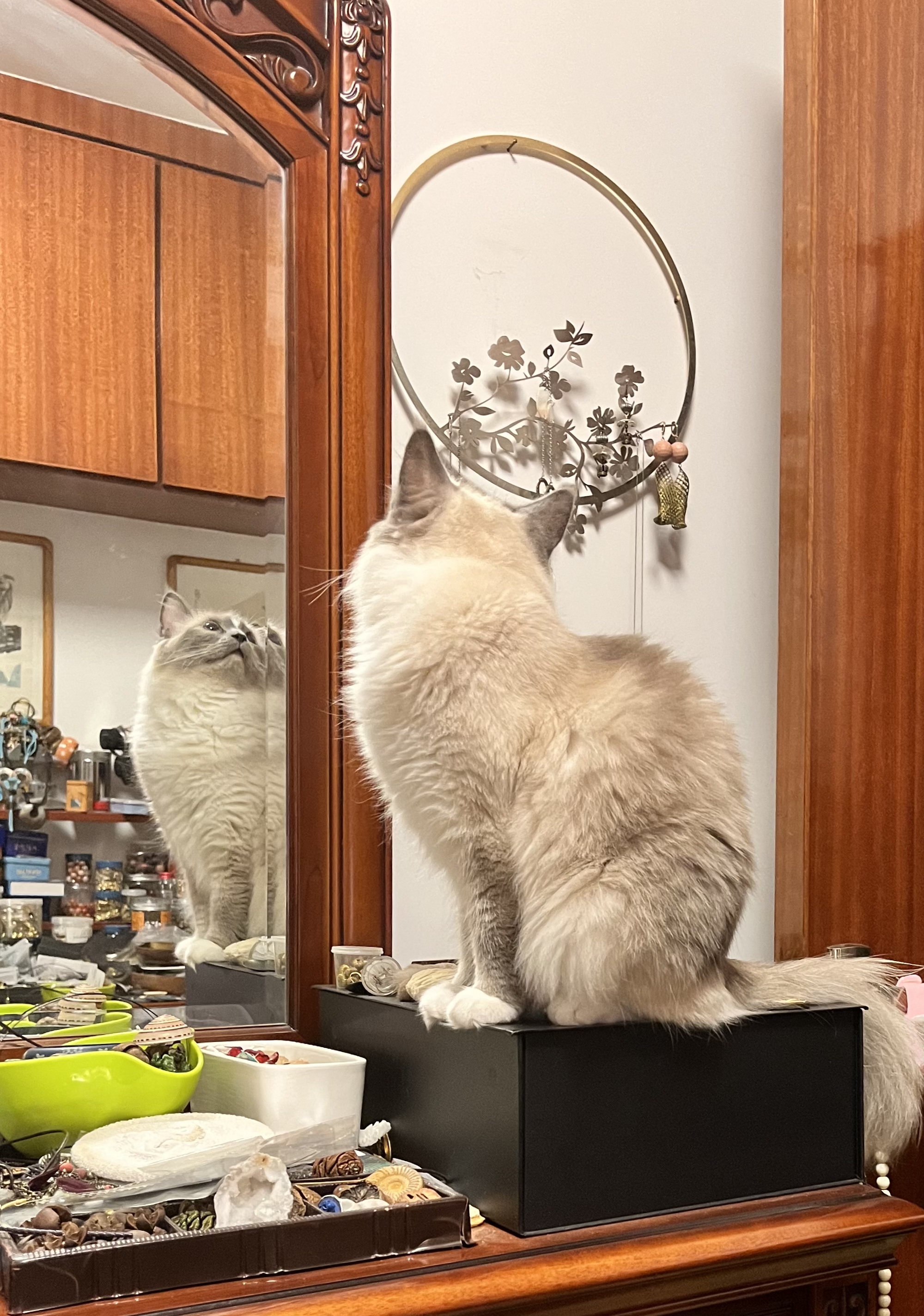 猫咪.jpg