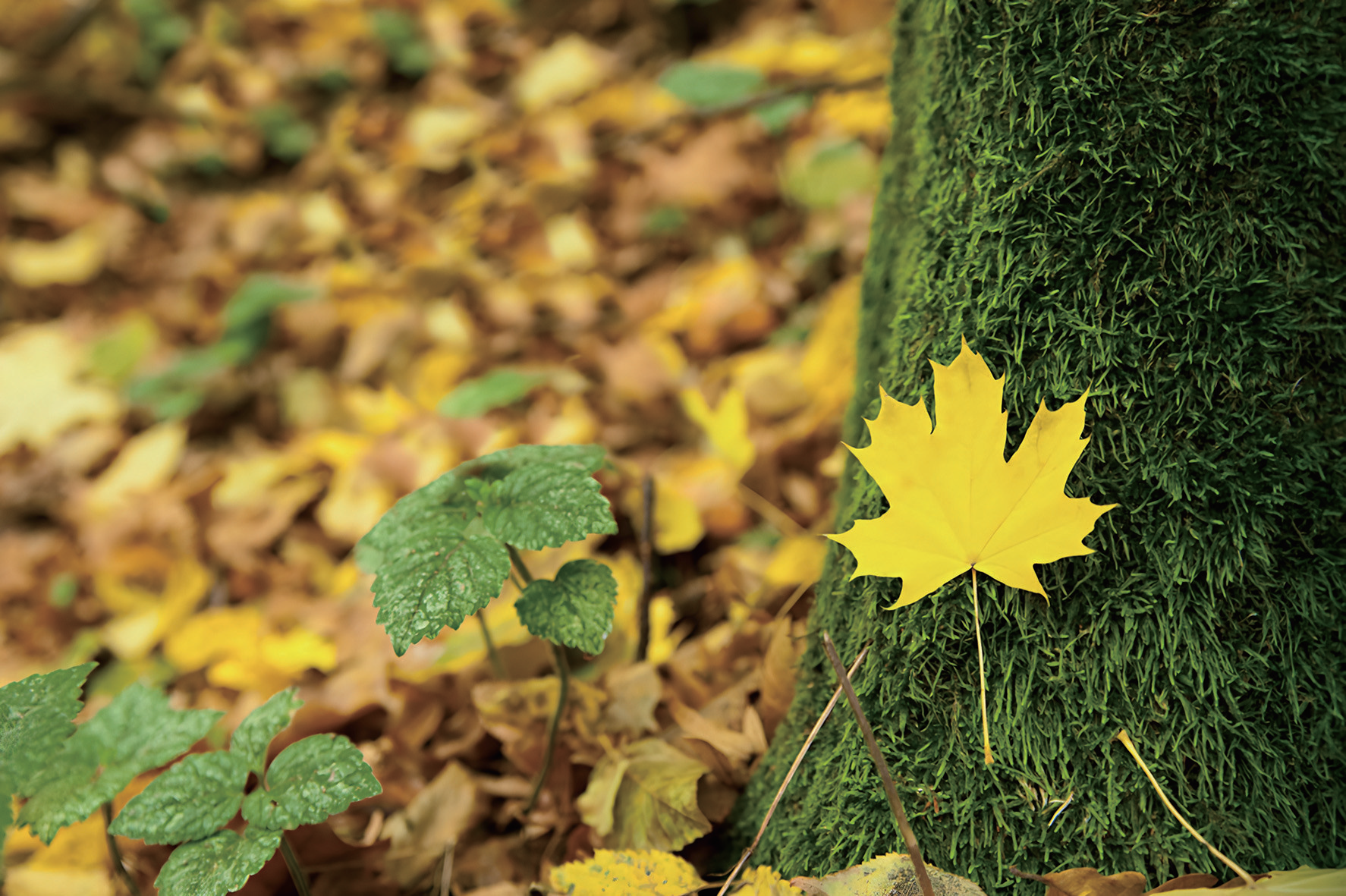 20251114095326LXXUXK6M.png 微信图片_2025-11-14_095347_630.png