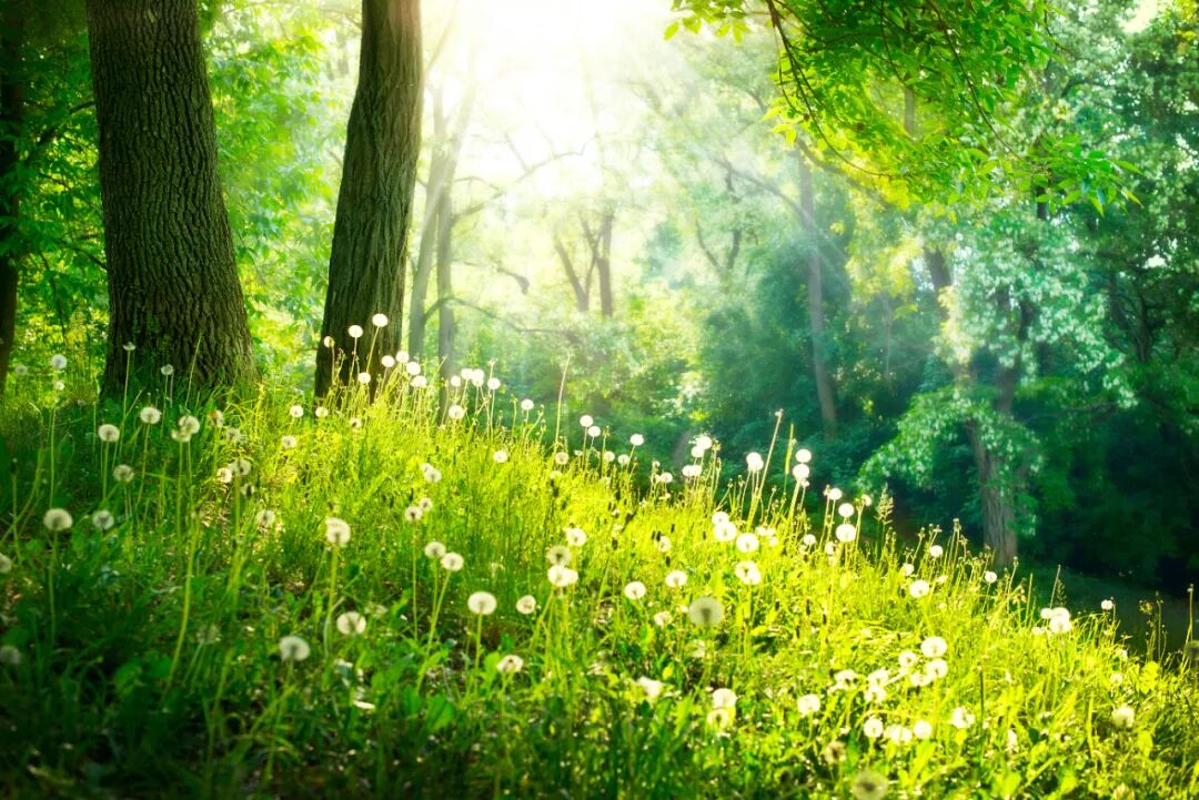 笨笨鸟和毛毛虫.jpg